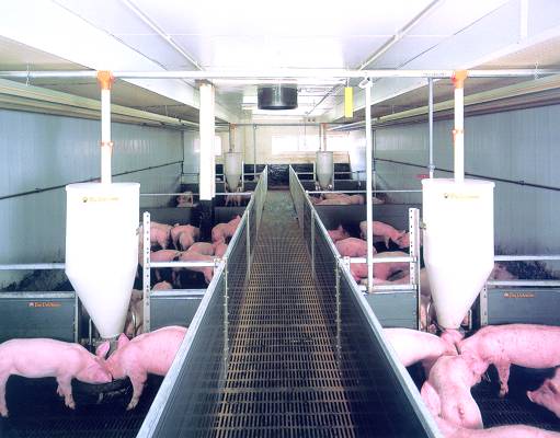 Automatic feeder for pigs Big Dutchman Lean Machine - Farming ...